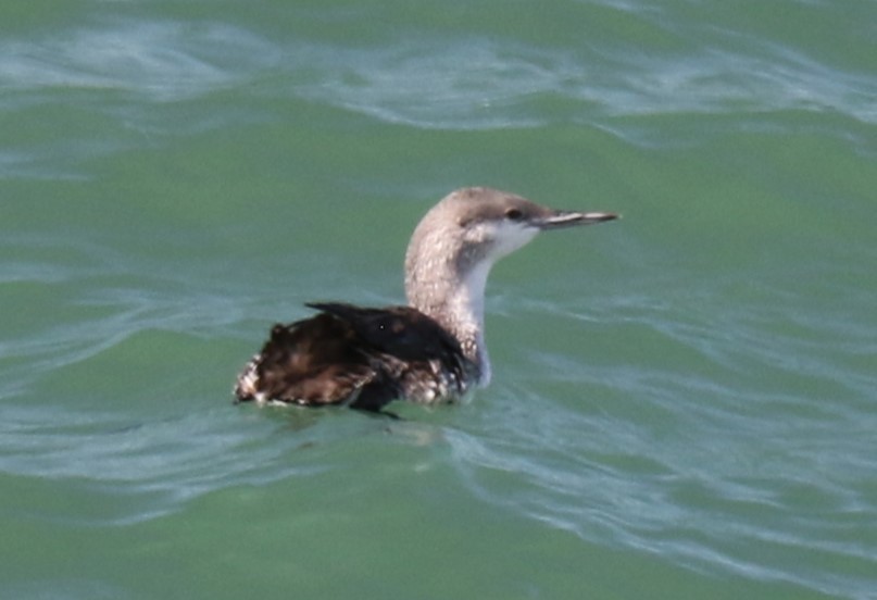 Red-throated Loon - ML615718268
