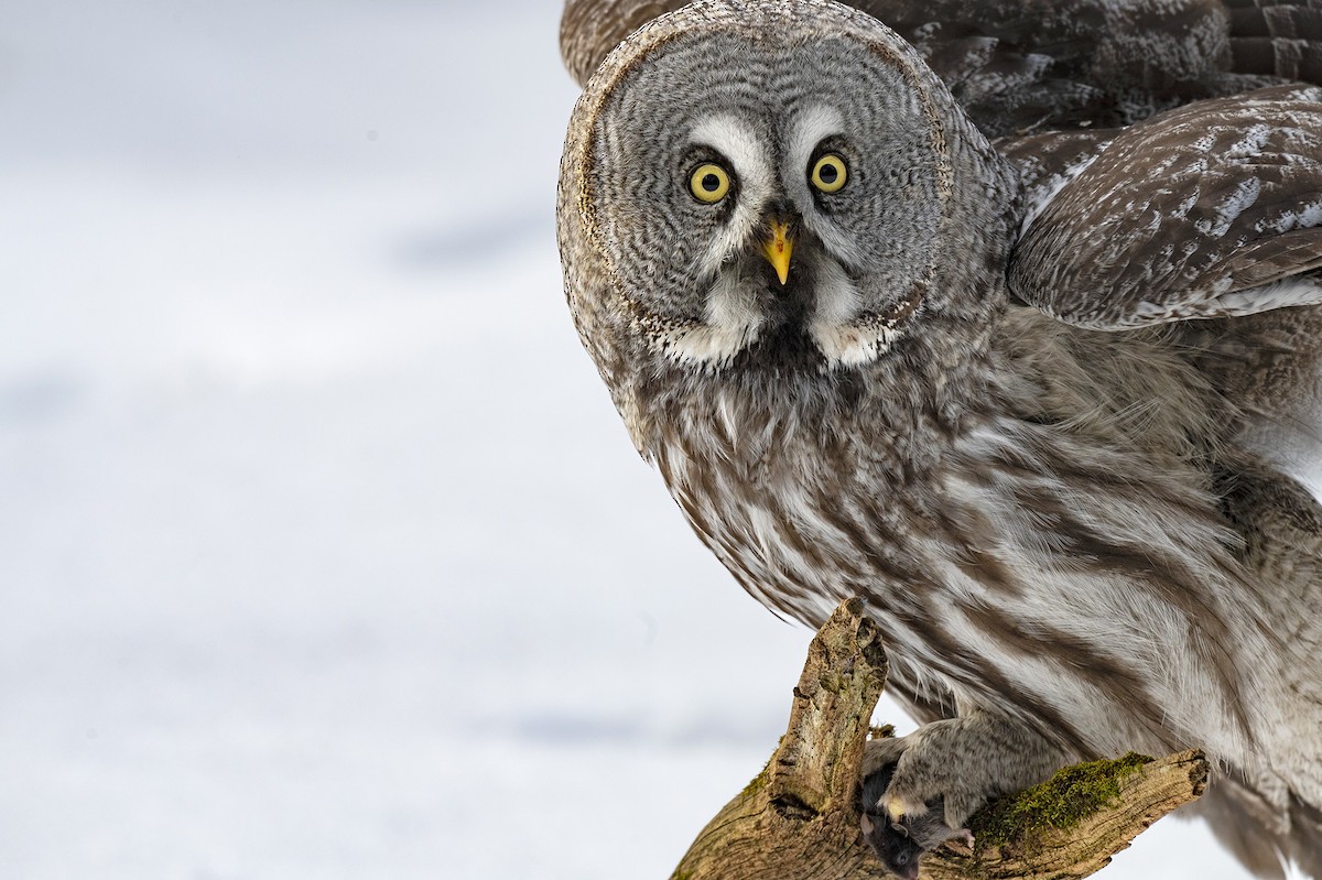 Great Gray Owl - ANASTASIYA SAMOKHINA