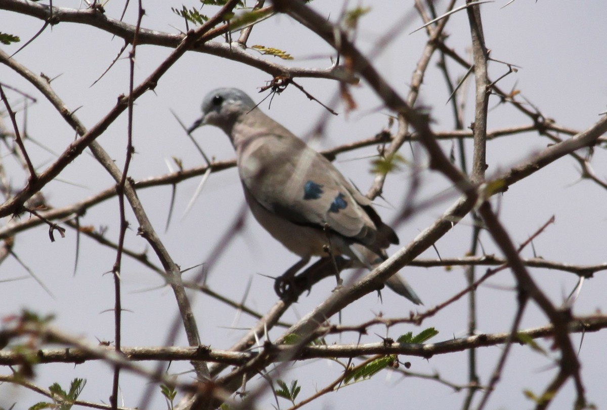 Emerald-spotted Wood-Dove - ML615718428