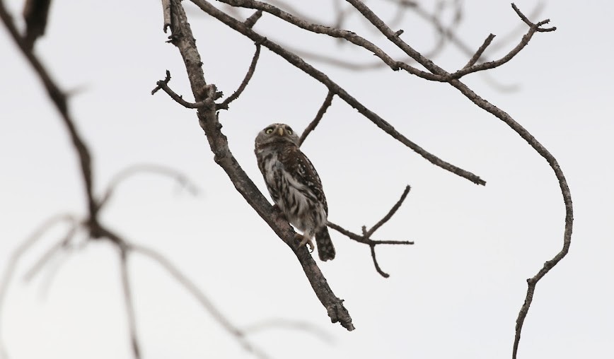 Pearl-spotted Owlet - ML615718526