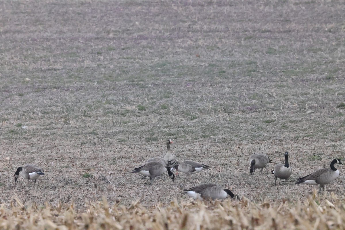 Greater White-fronted x Canada Goose (hybrid) - ML615718569