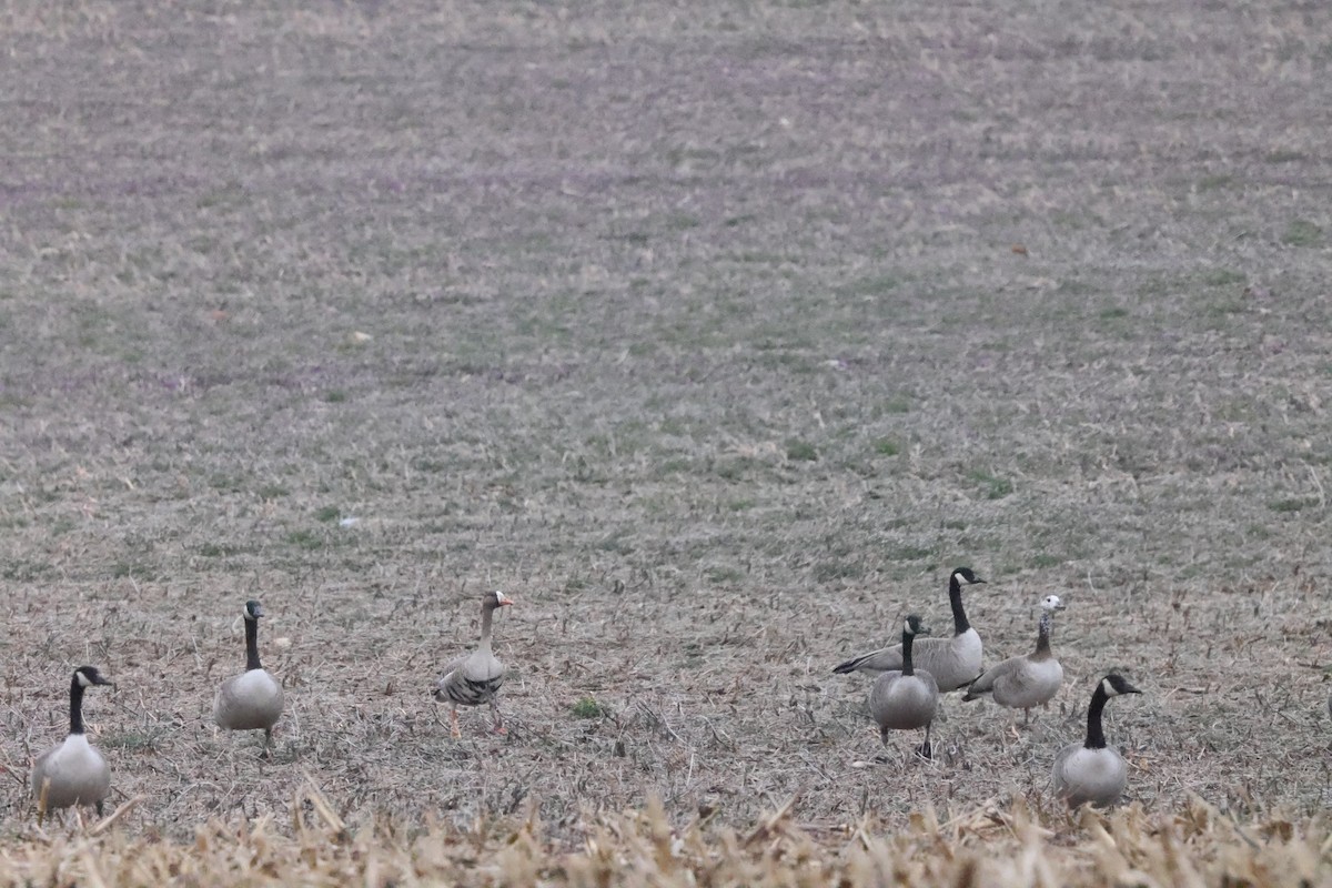 Greater White-fronted x Canada Goose (hybrid) - ML615718571