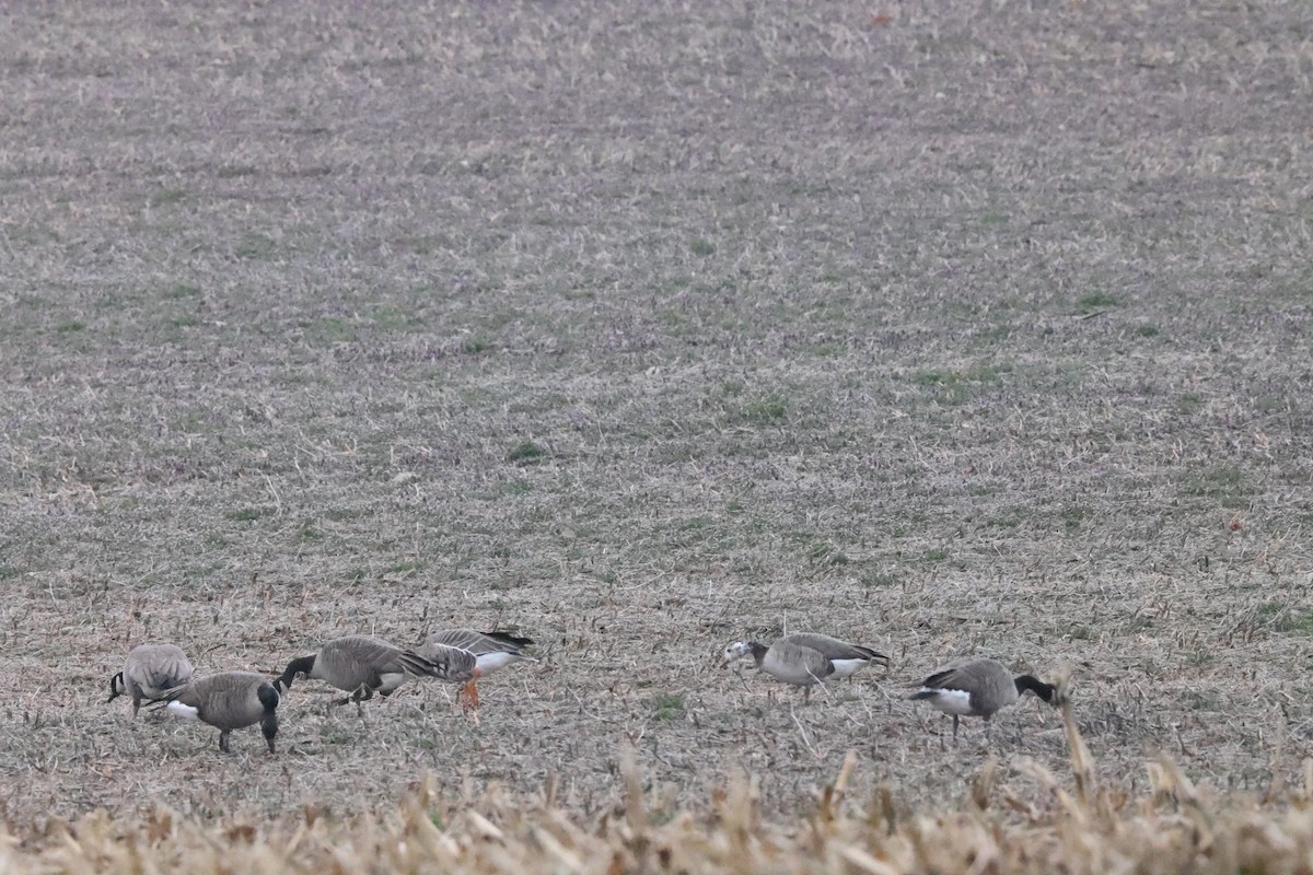 Greater White-fronted x Canada Goose (hybrid) - ML615718572