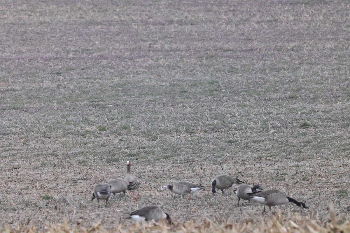 Greater White-fronted x Canada Goose (hybrid) - ML615718574