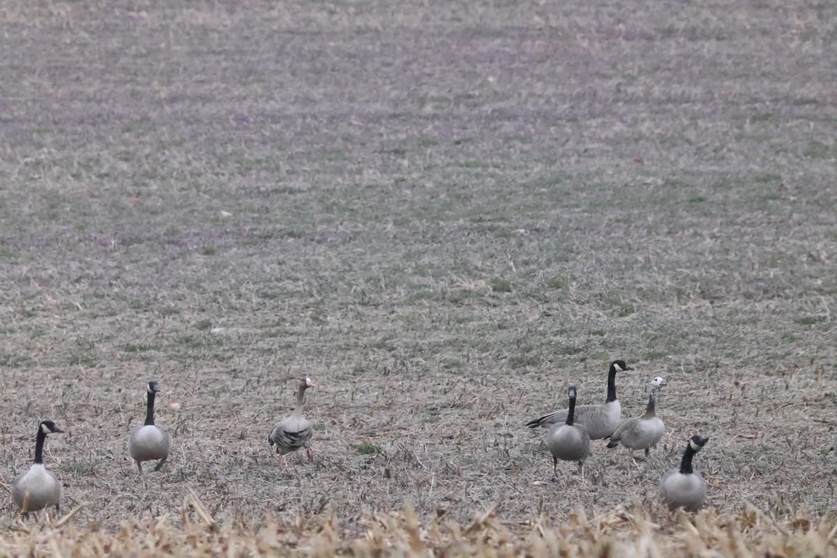 Greater White-fronted x Canada Goose (hybrid) - ML615718575