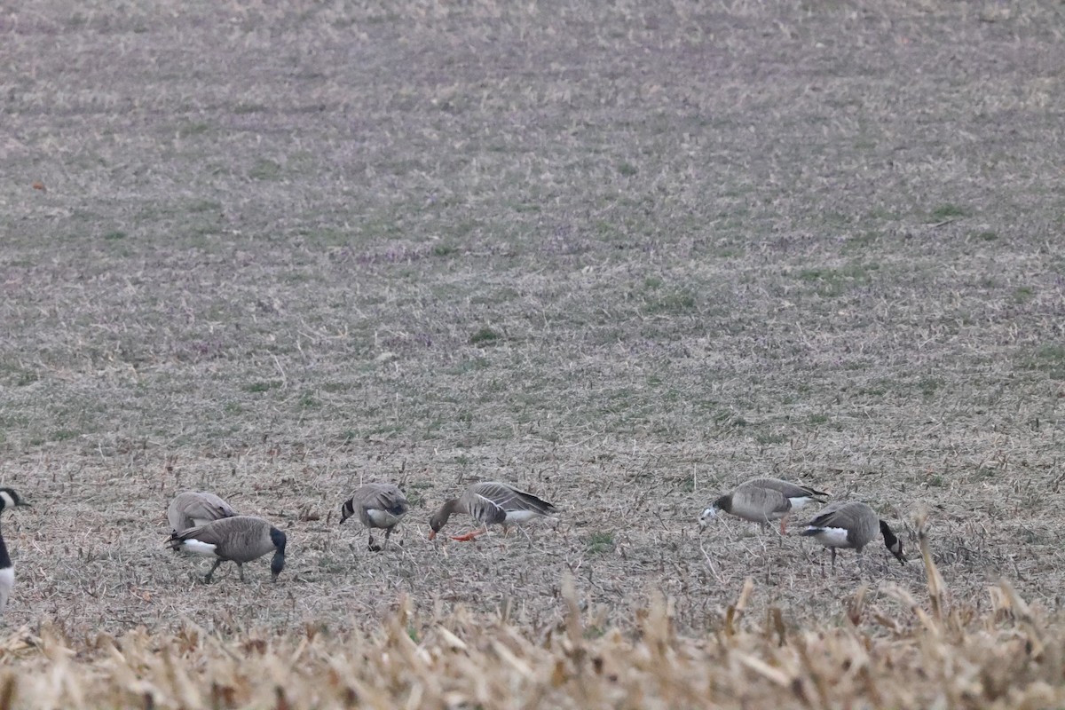 Greater White-fronted x Canada Goose (hybrid) - ML615718576