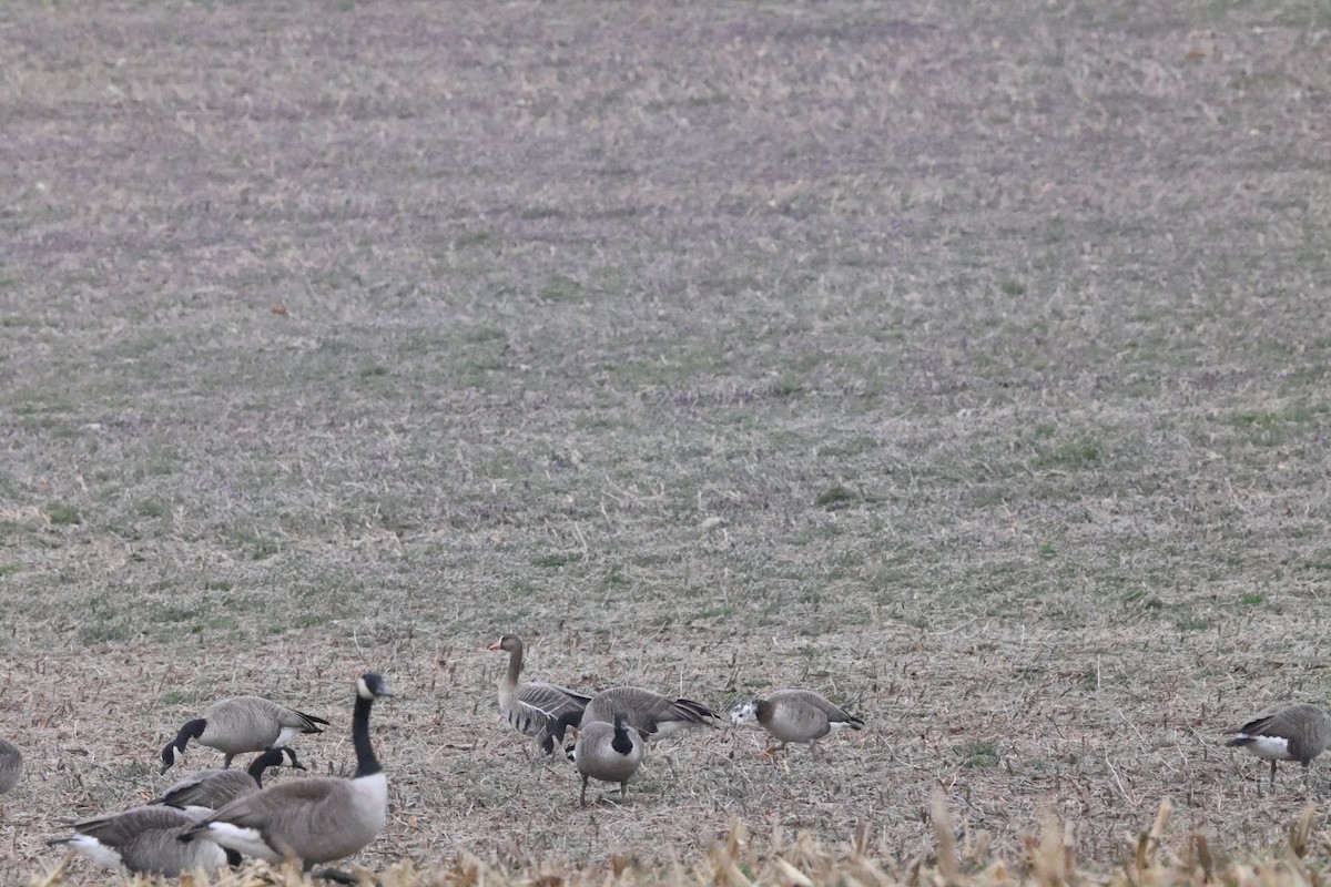 Greater White-fronted x Canada Goose (hybrid) - ML615718577
