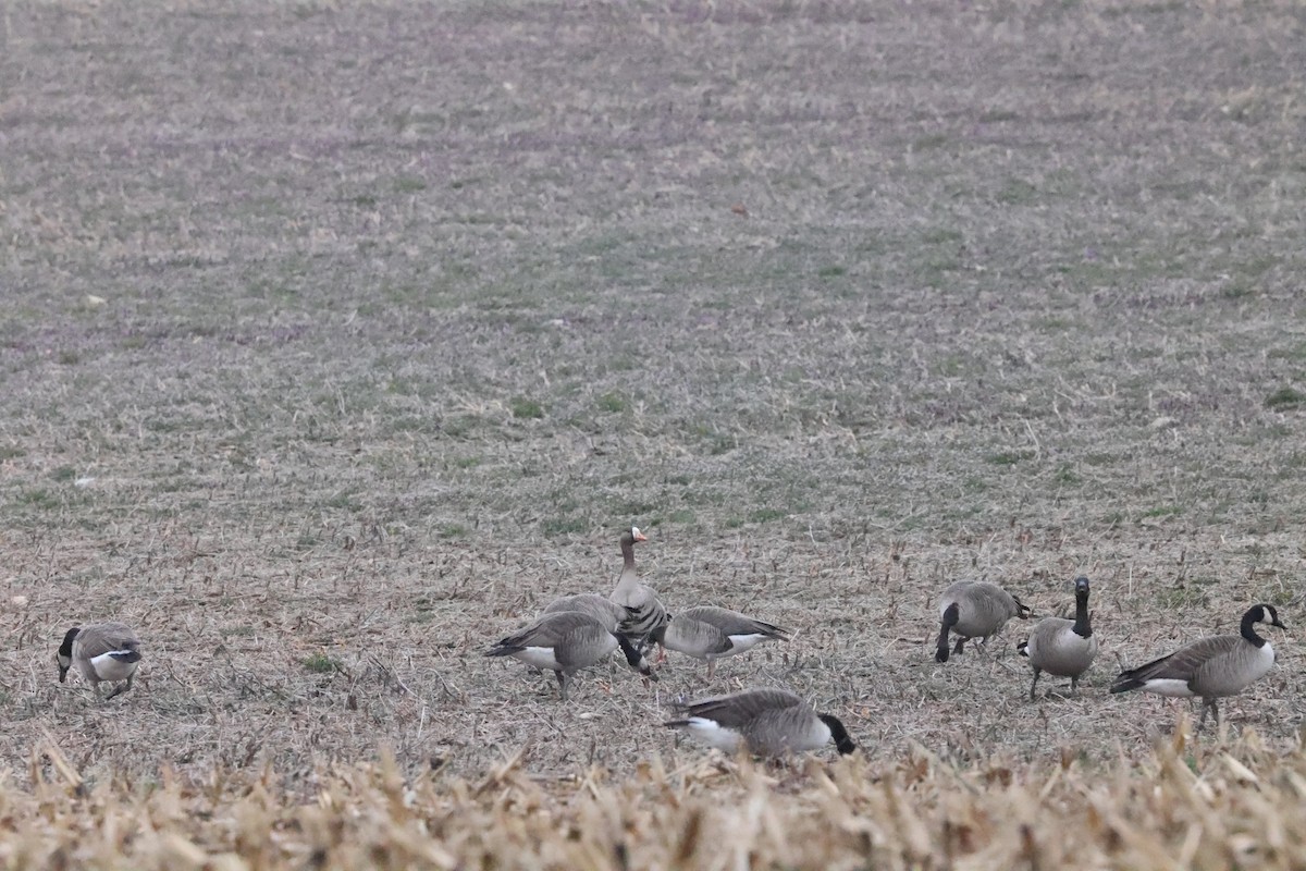 Greater White-fronted x Canada Goose (hybrid) - ML615718578
