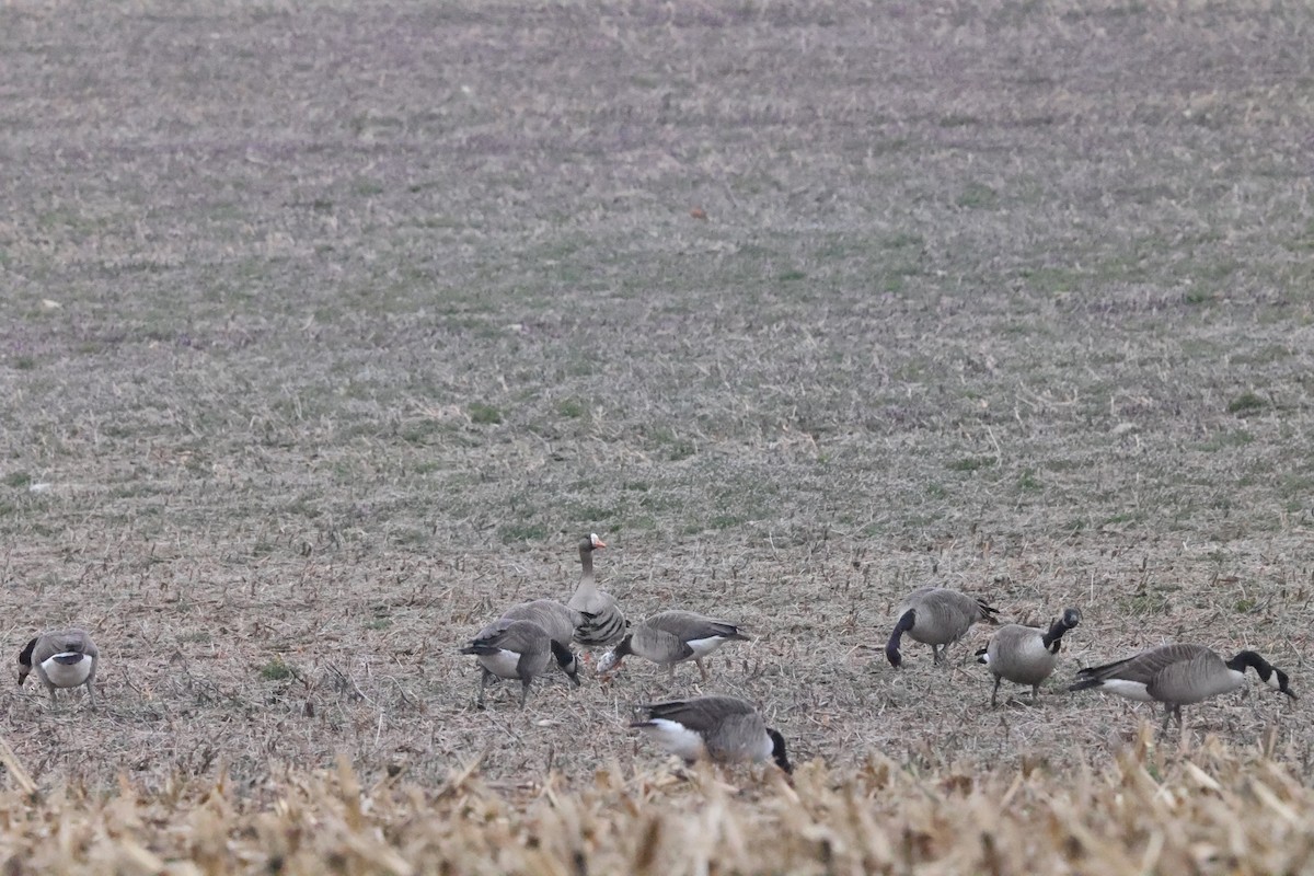 Greater White-fronted x Canada Goose (hybrid) - ML615718579