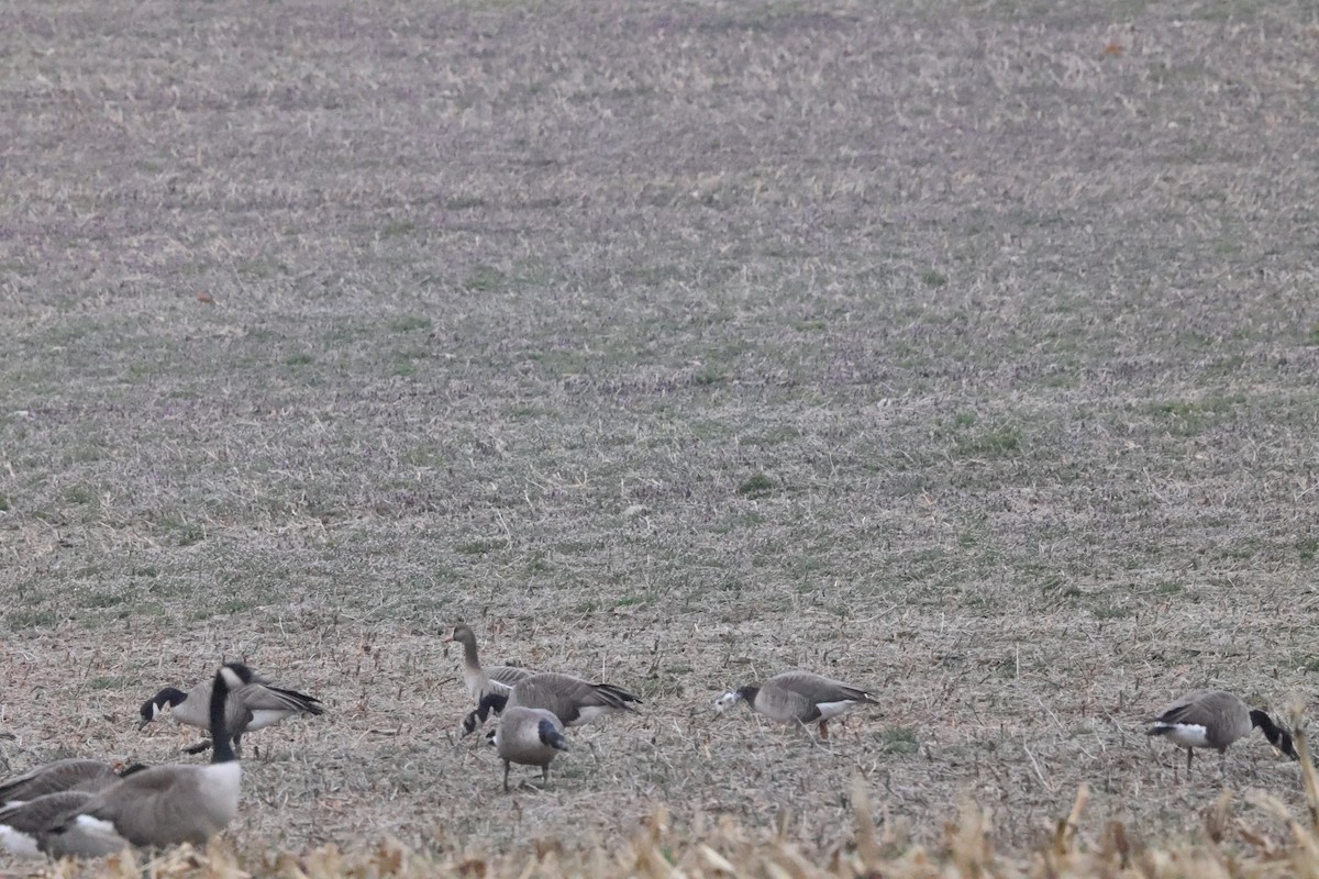 Greater White-fronted x Canada Goose (hybrid) - ML615718581