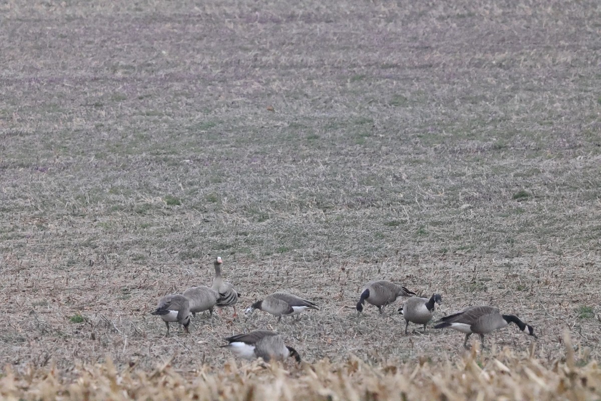 Greater White-fronted x Canada Goose (hybrid) - ML615718582