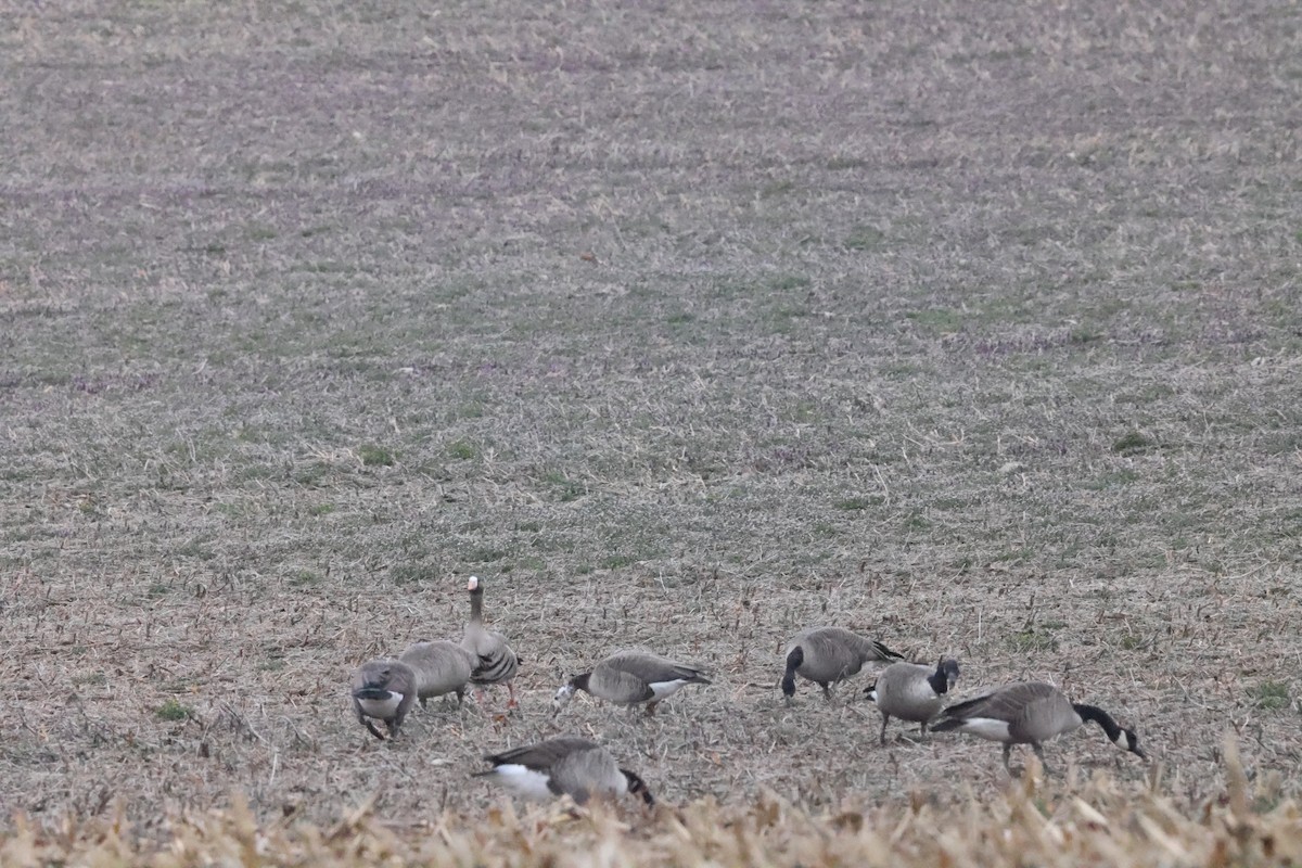 Greater White-fronted x Canada Goose (hybrid) - ML615718583