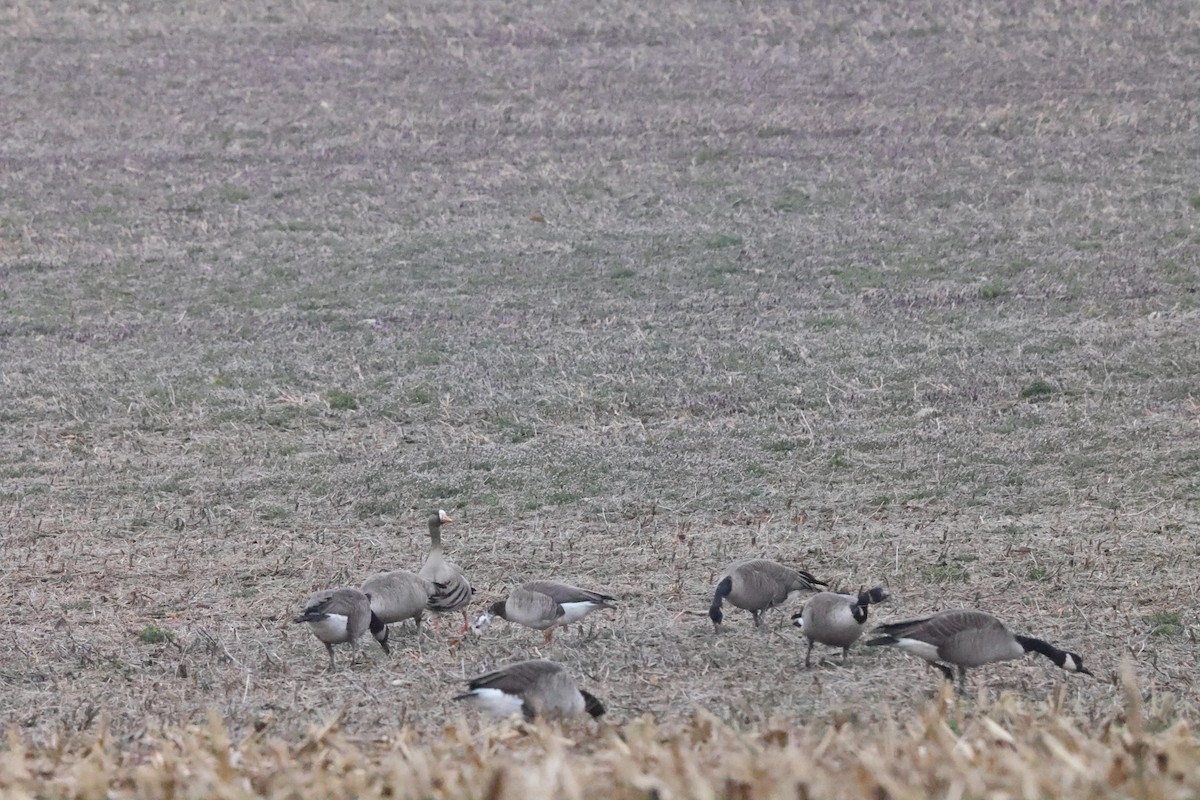 Greater White-fronted x Canada Goose (hybrid) - ML615718585
