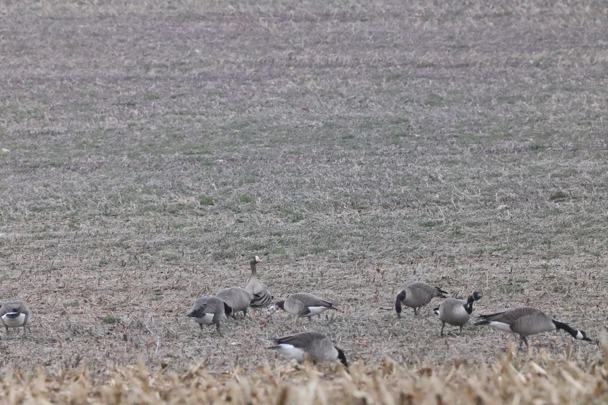 Greater White-fronted x Canada Goose (hybrid) - ML615718587