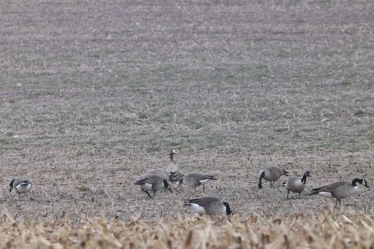 Greater White-fronted x Canada Goose (hybrid) - ML615718588