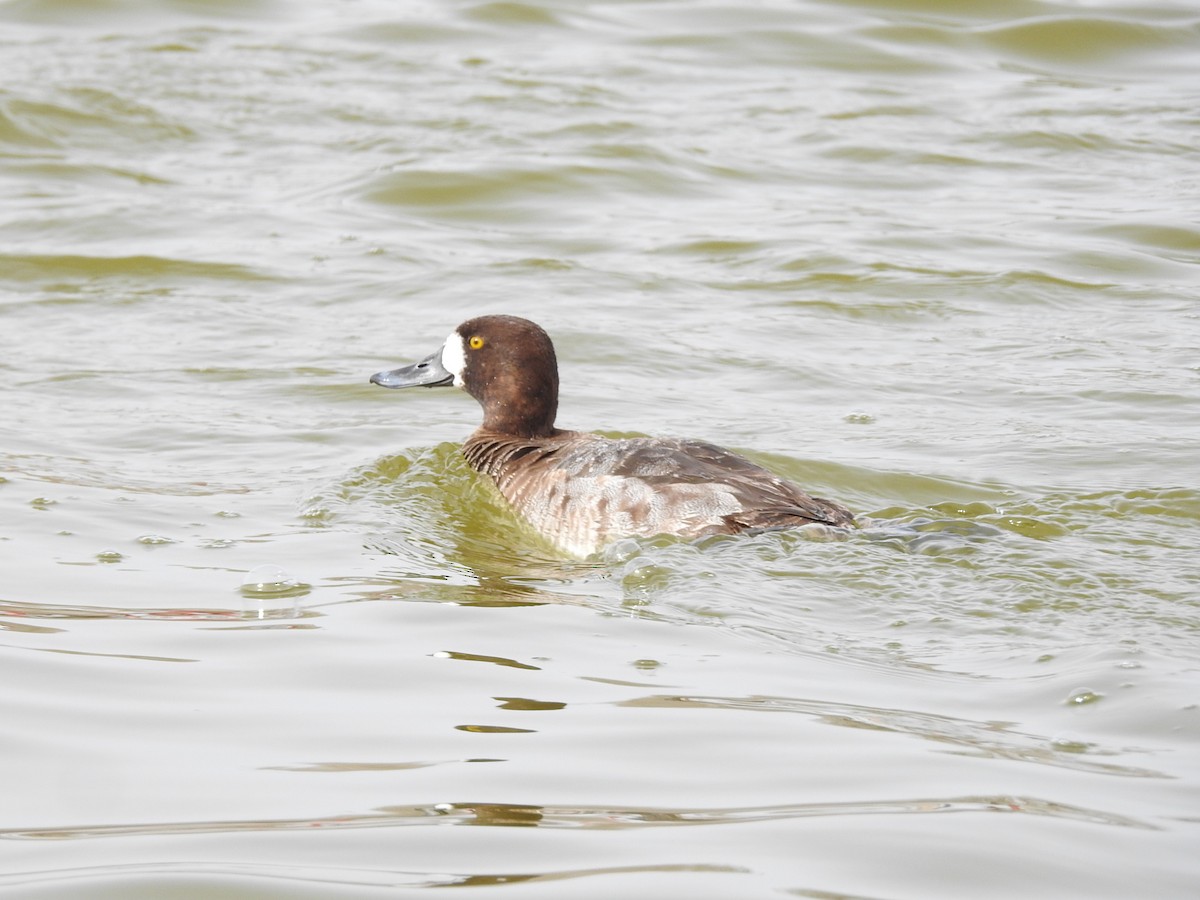 Greater/Lesser Scaup - ML615718606
