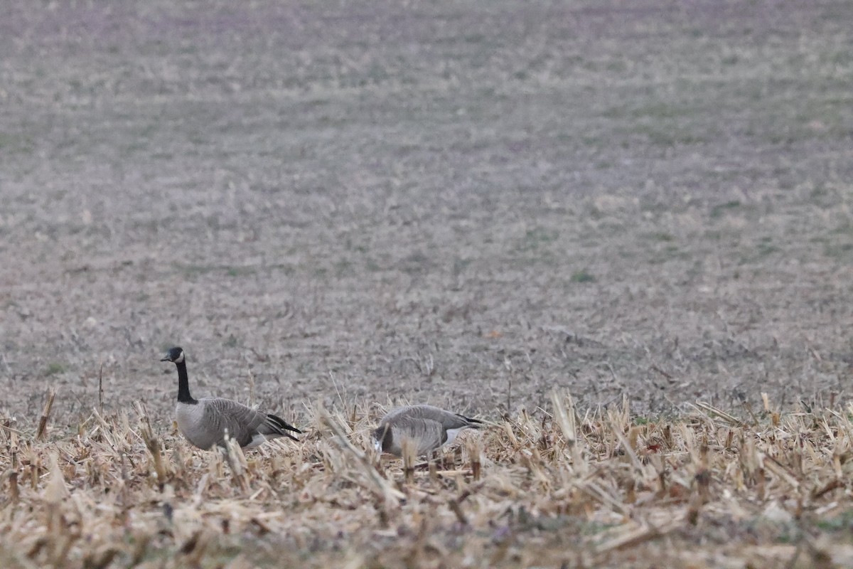 Greater White-fronted x Canada Goose (hybrid) - ML615718645