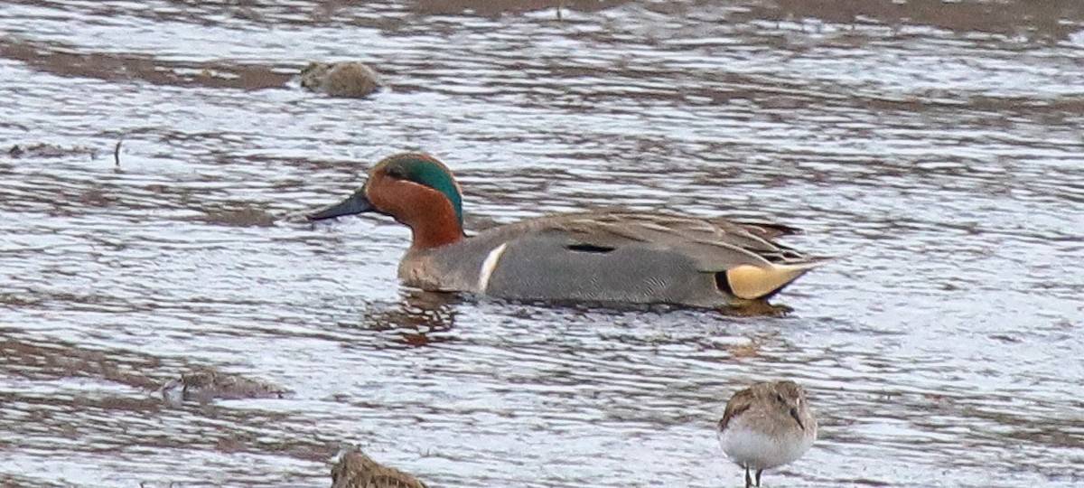 Green-winged Teal - ML615718767