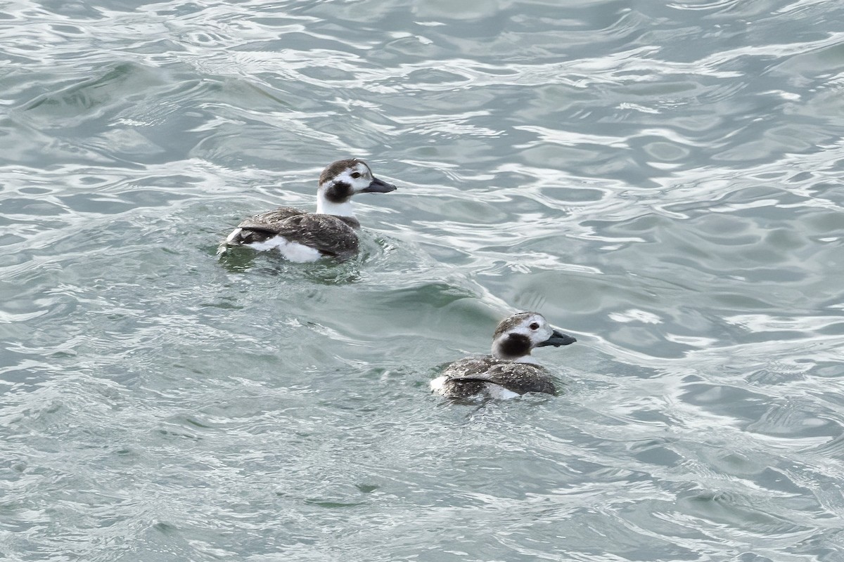 Long-tailed Duck - ML615718816