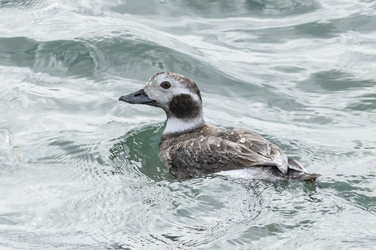 Long-tailed Duck - ML615718822