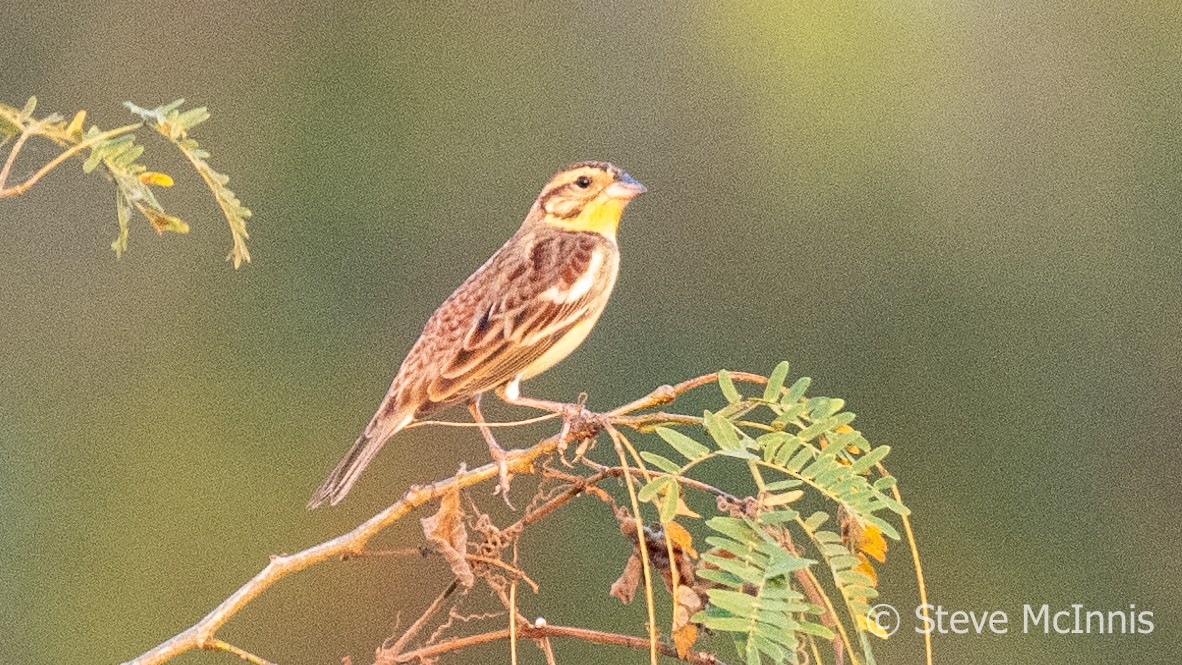Yellow-breasted Bunting - ML615718856