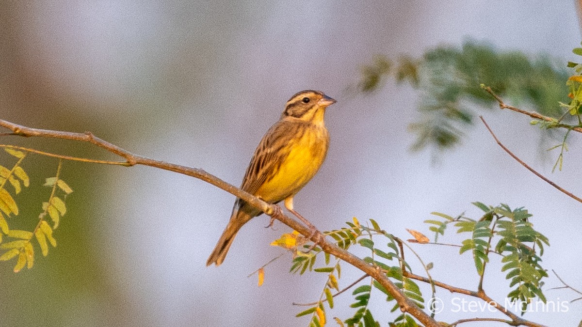 Yellow-breasted Bunting - ML615718857