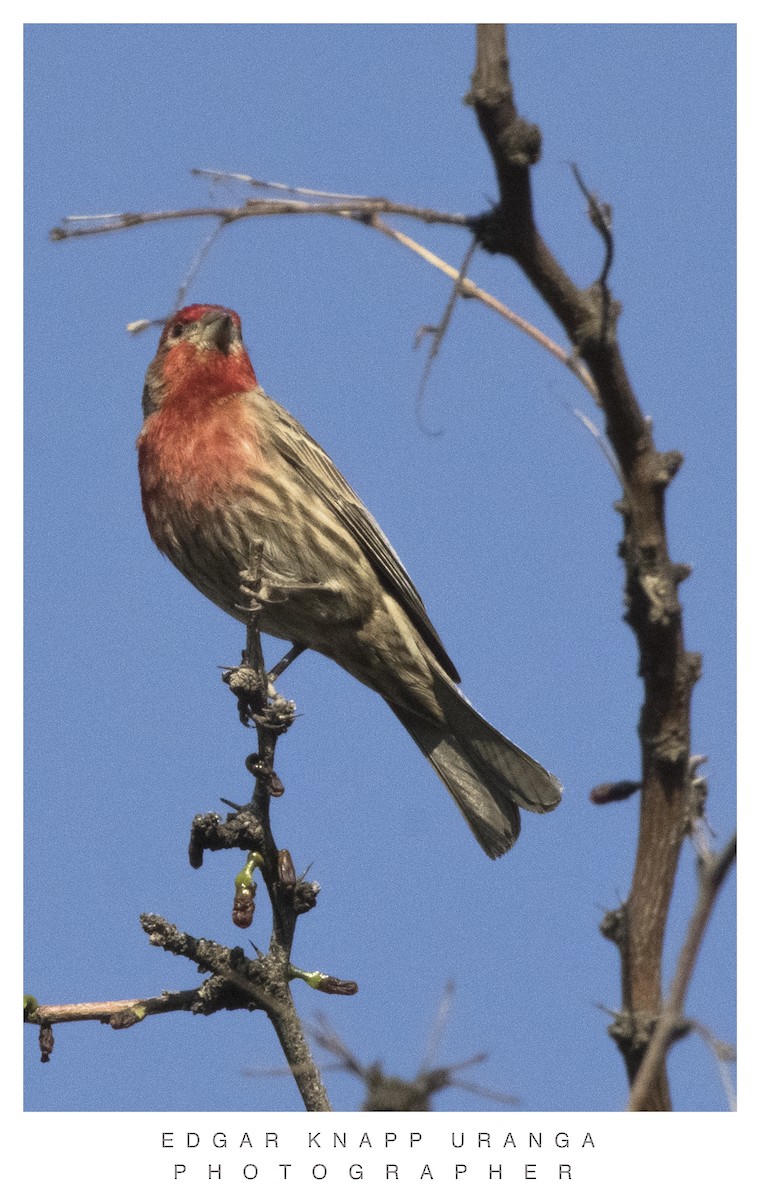 House Finch (Common) - ML615718956