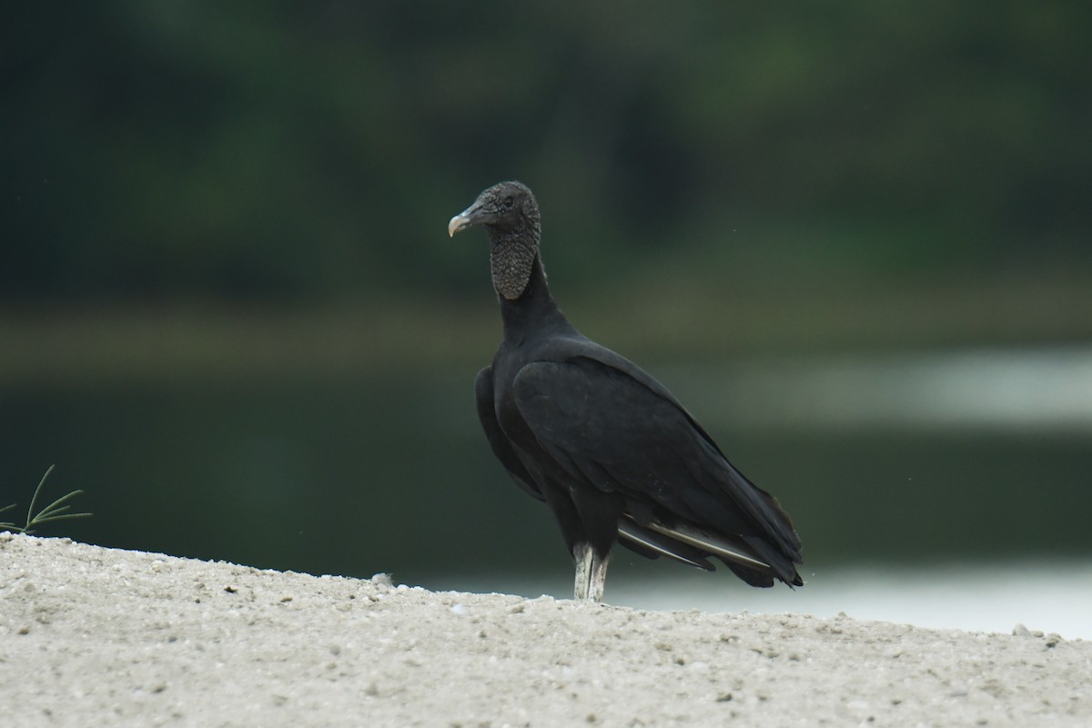 Black Vulture - Antoine Rabussier