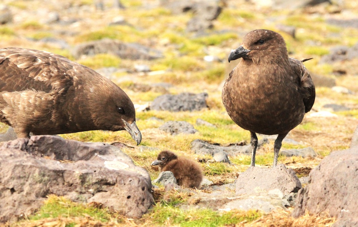 Brown Skua (Subantarctic) - ML615719056
