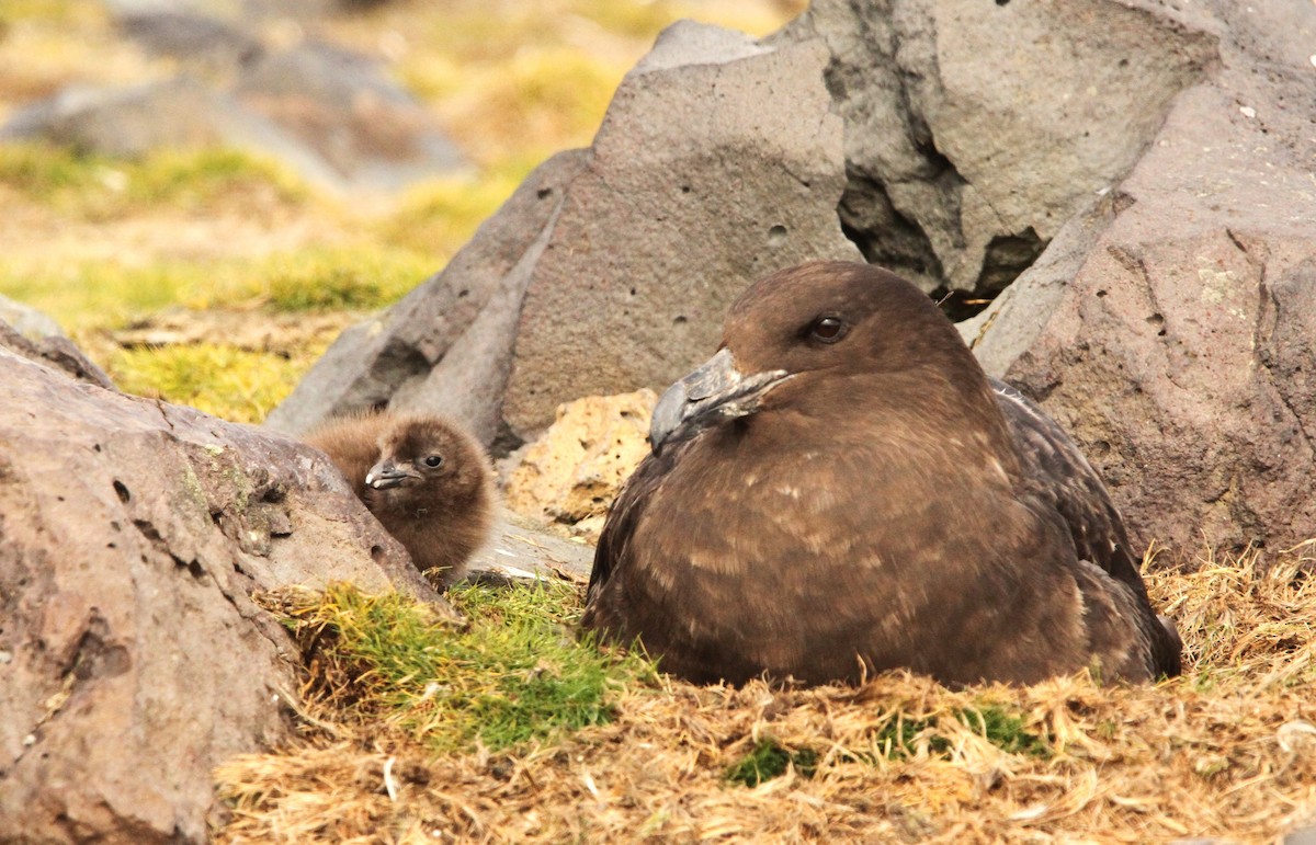 Brown Skua (Subantarctic) - ML615719065