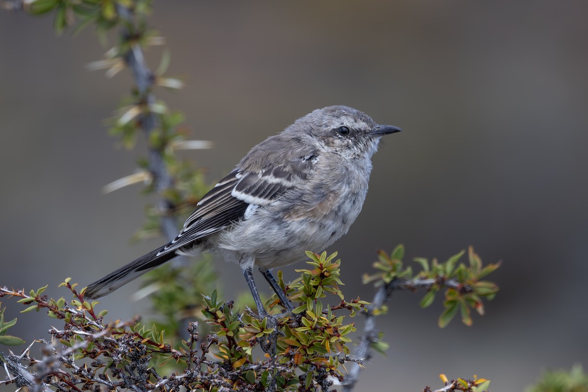 Patagonian Mockingbird - ML615719209