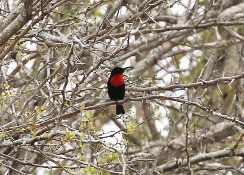 Scarlet-chested Sunbird - ML615719276