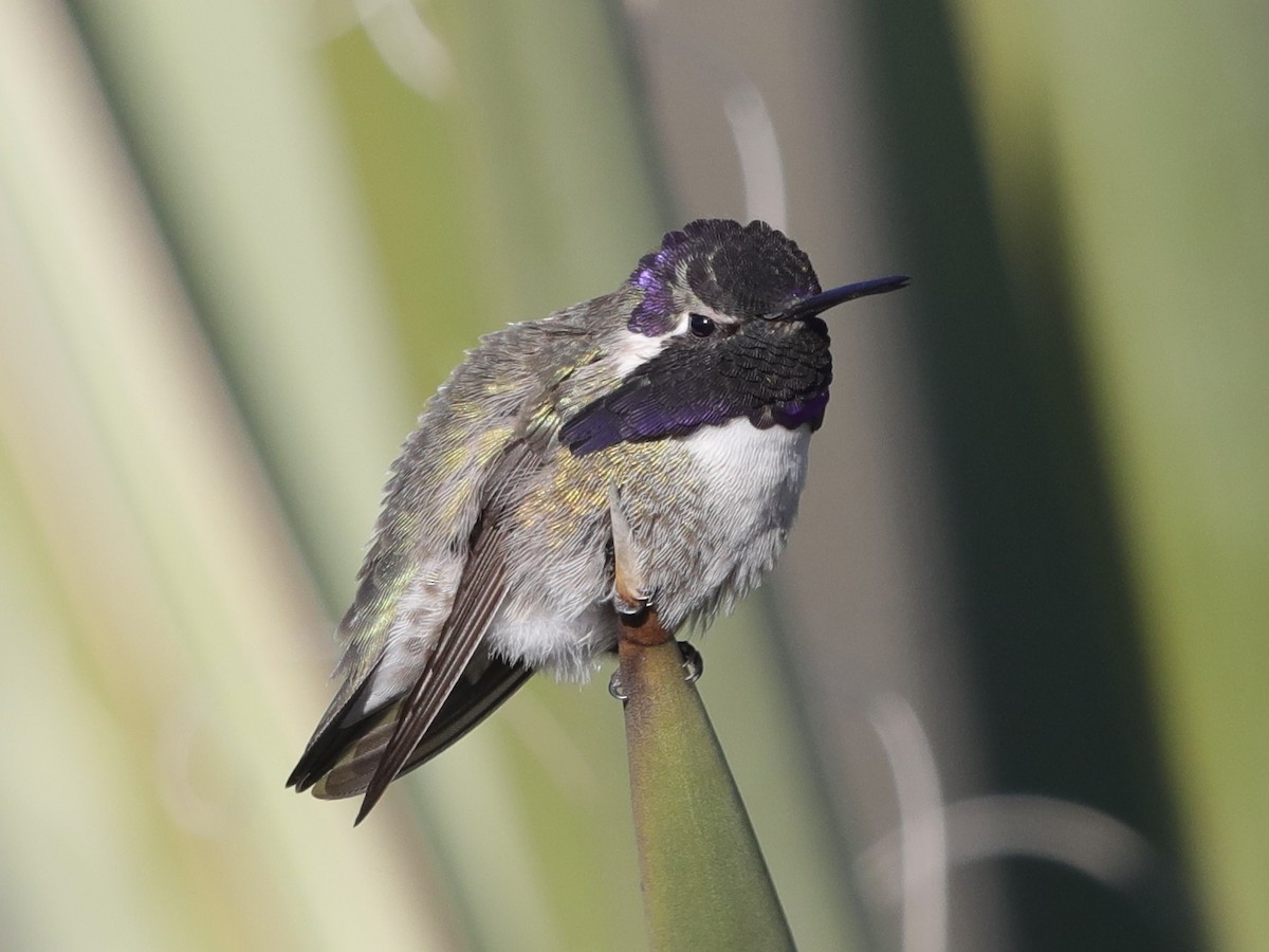 Costa's Hummingbird - ML615719293