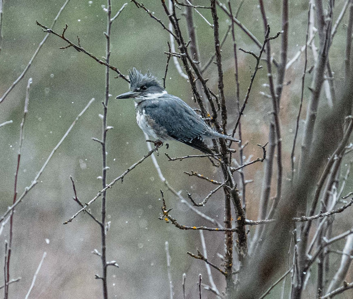 Belted Kingfisher - ML615719313