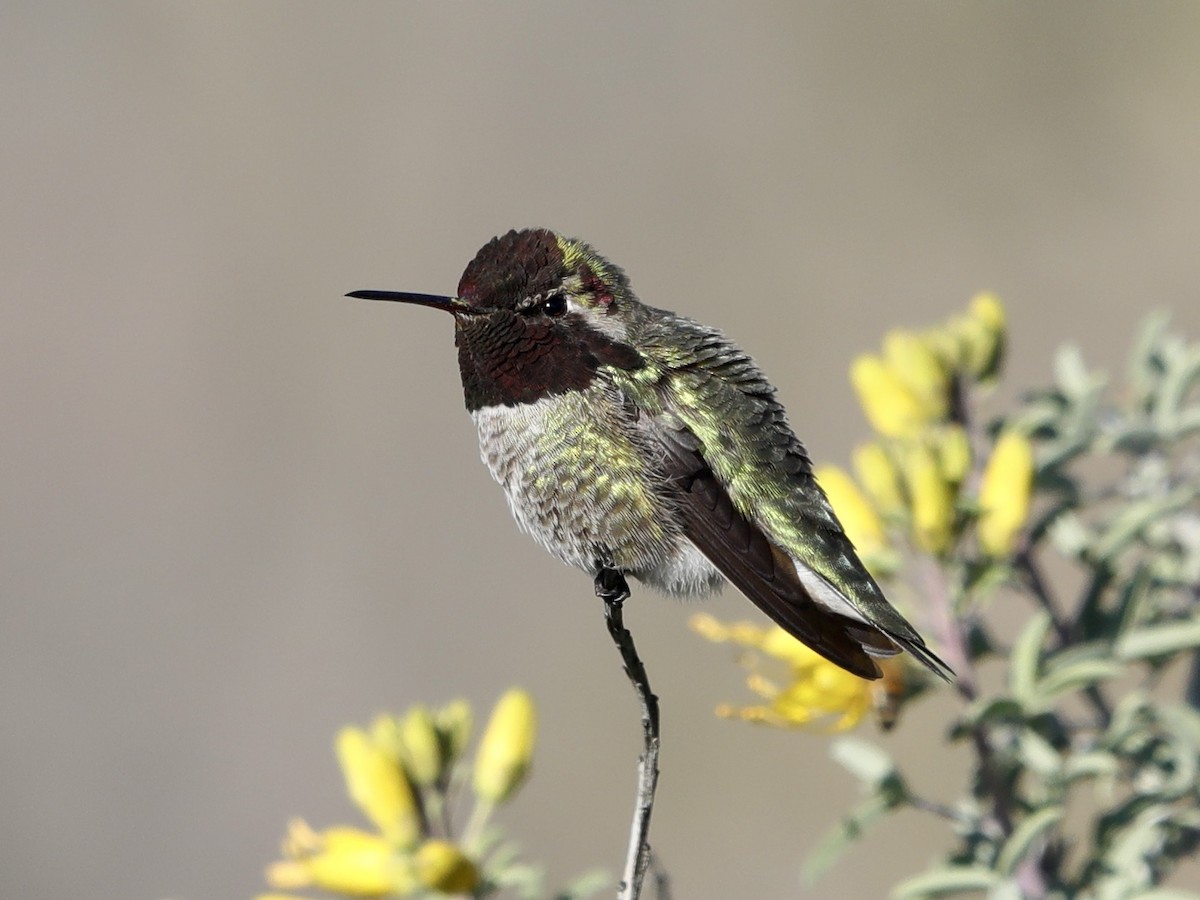 Anna's Hummingbird - David Wittrock