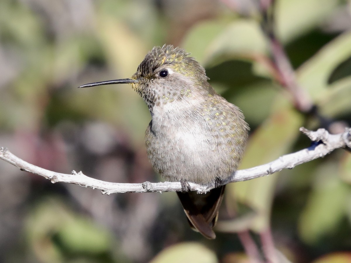 Anna's Hummingbird - ML615719370