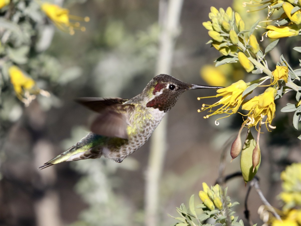Anna's Hummingbird - ML615719373