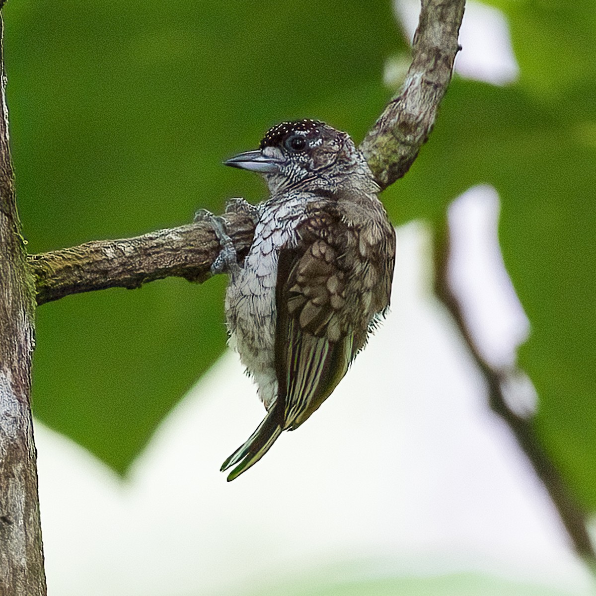 Scaled Piculet - ML615719474