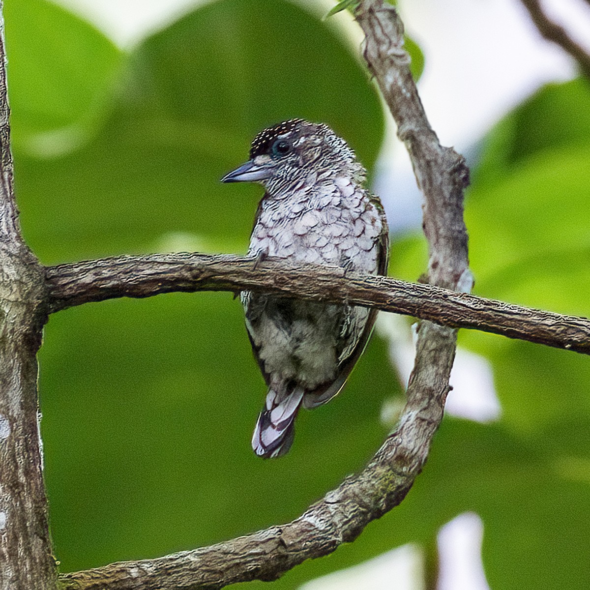 Scaled Piculet - ML615719476