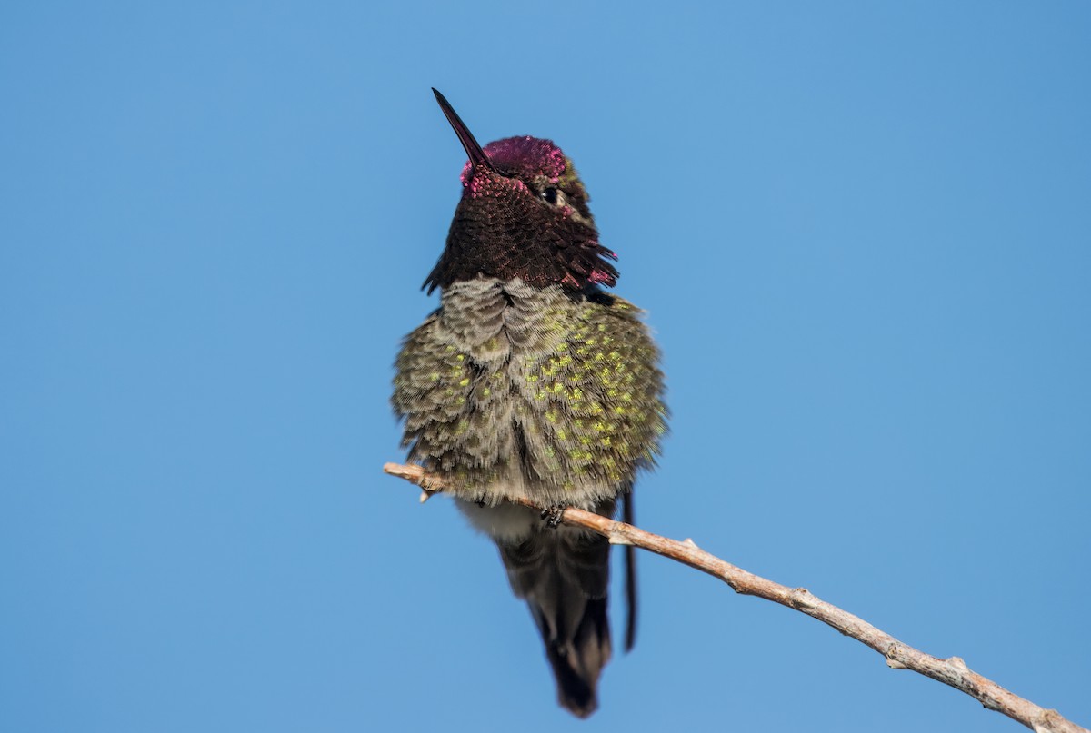 Anna's Hummingbird - ML615719488