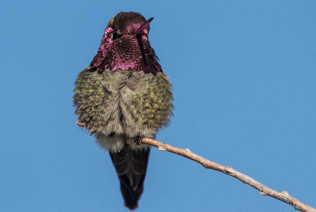 Anna's Hummingbird - ML615719490