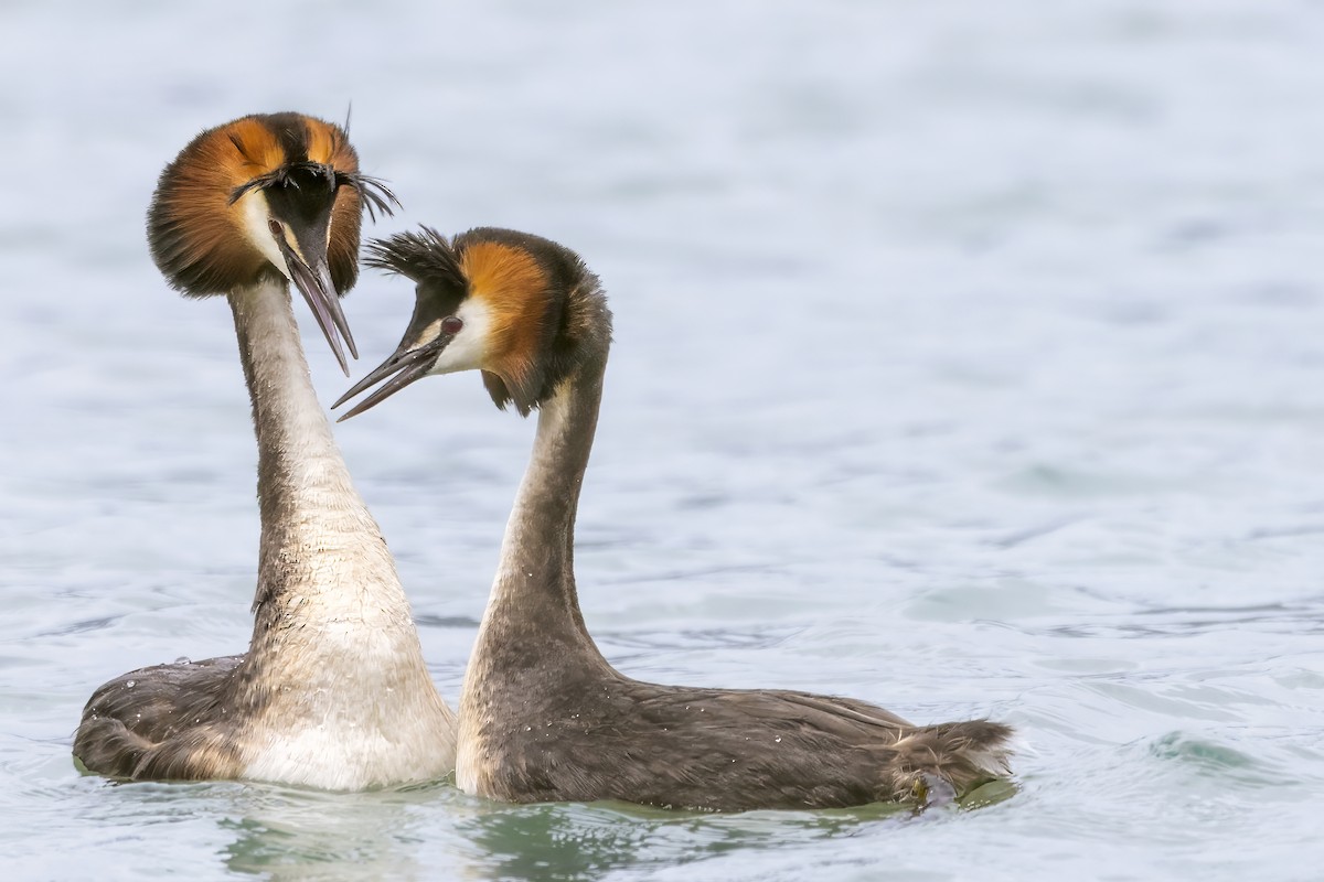 Great Crested Grebe - ML615719494