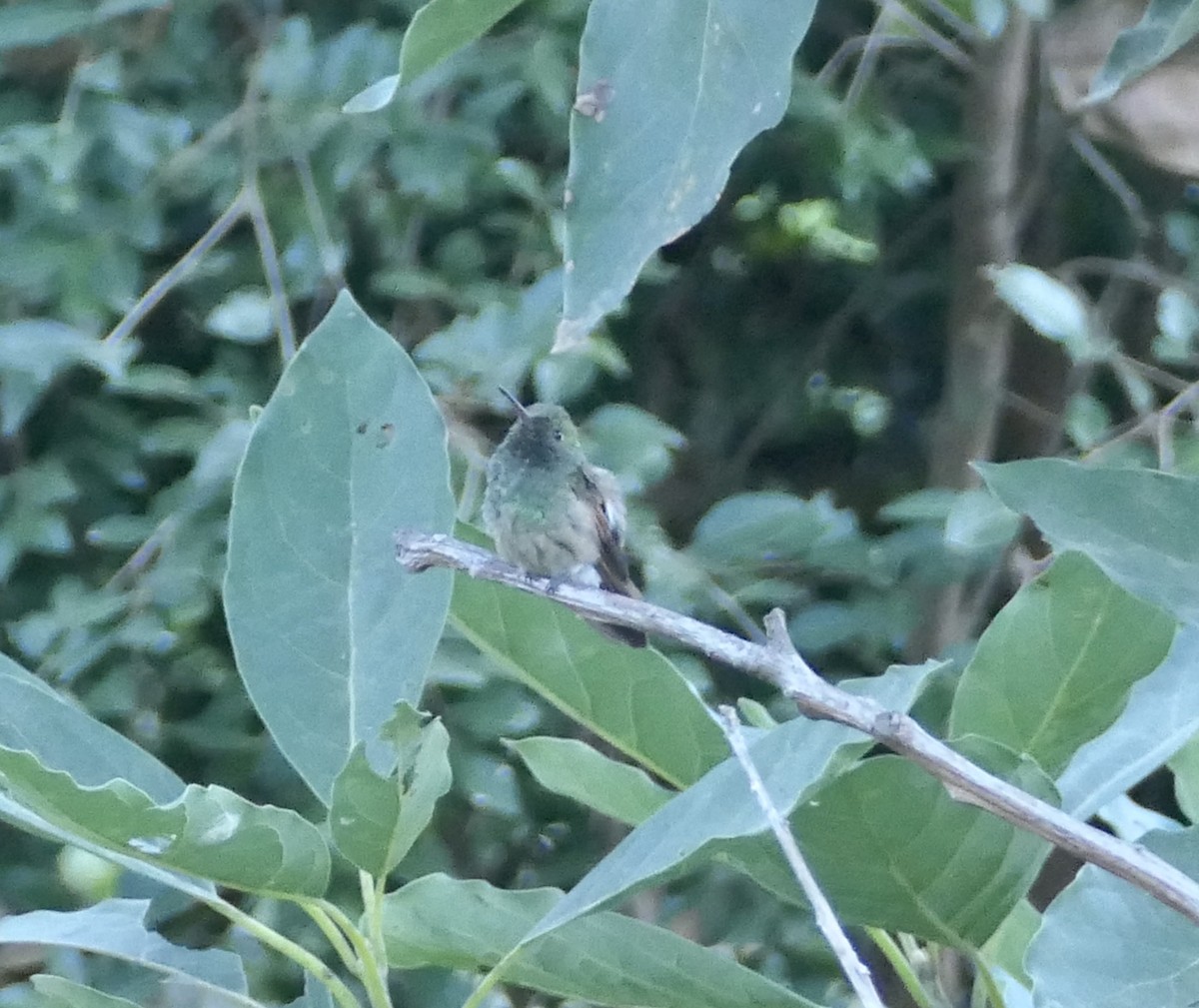 Berylline Hummingbird - ML615719521