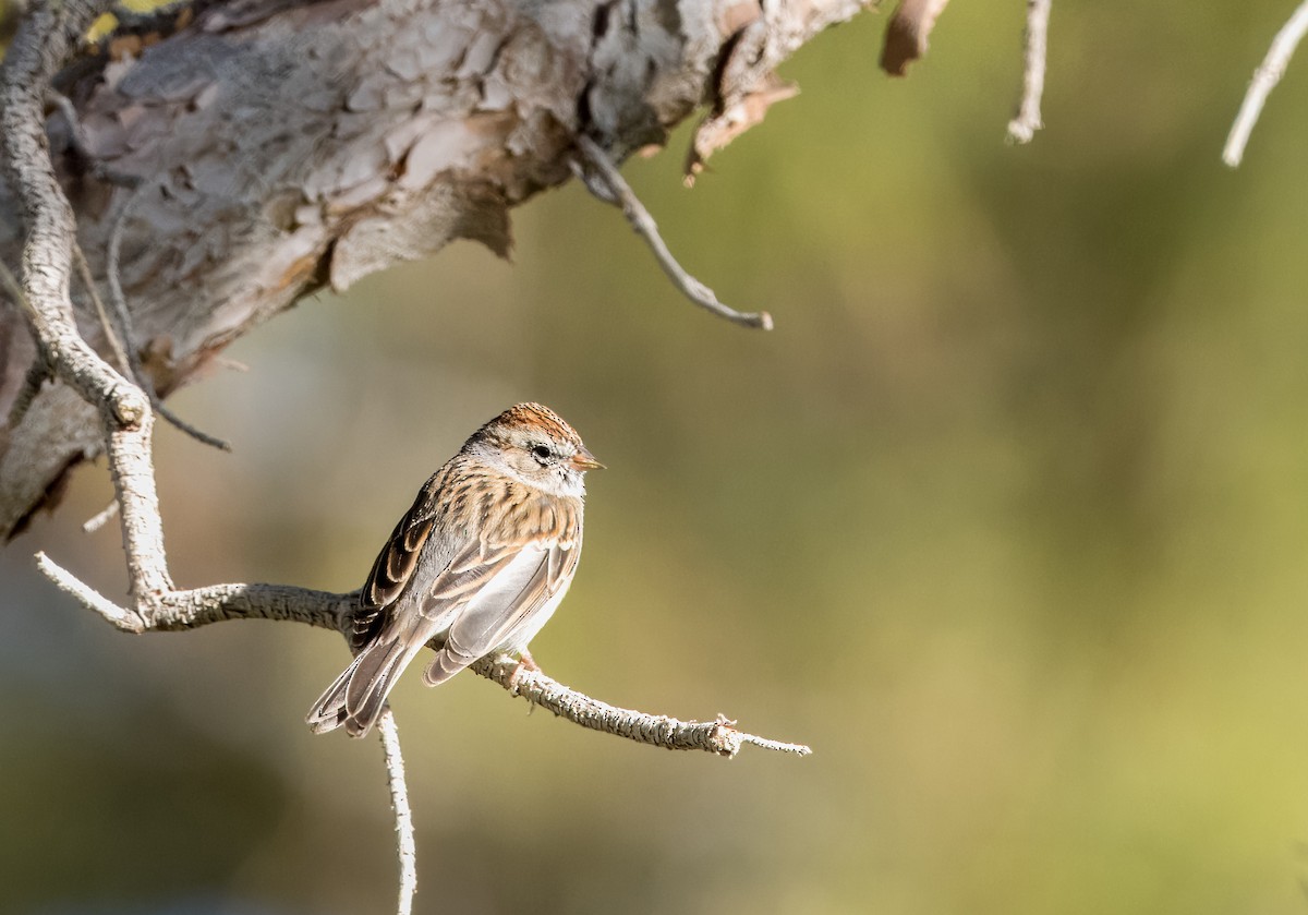 Chipping Sparrow - ML615719526