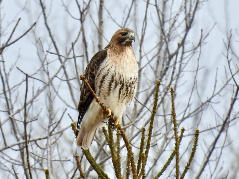 Red-tailed Hawk - ML615719545
