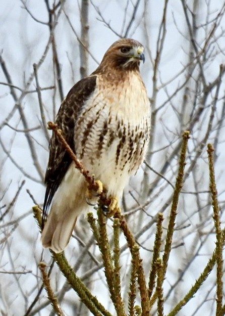 Red-tailed Hawk - ML615719546