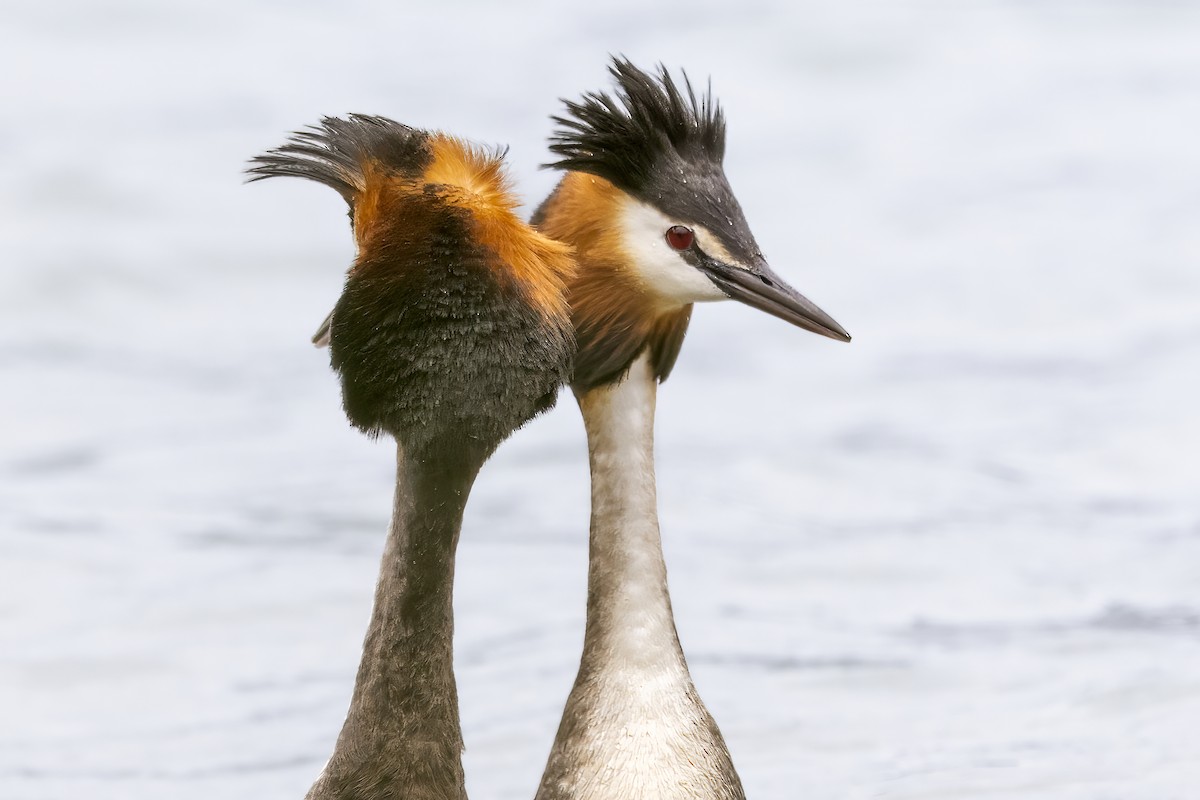 Great Crested Grebe - ML615719564
