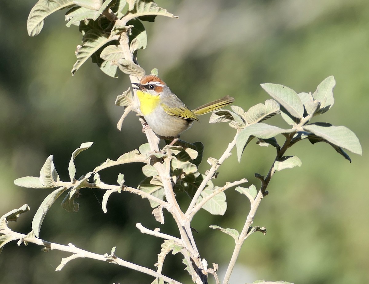 Rufous-capped Warbler - ML615719603