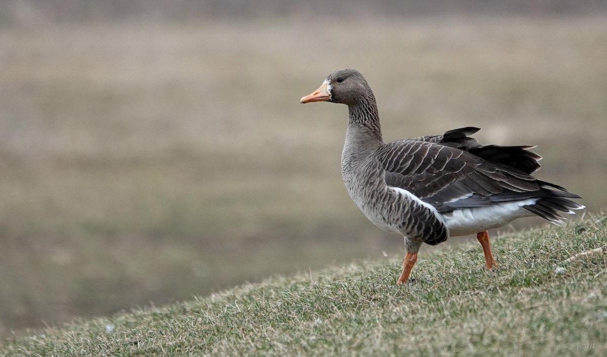 Greater White-fronted Goose - ML615719720