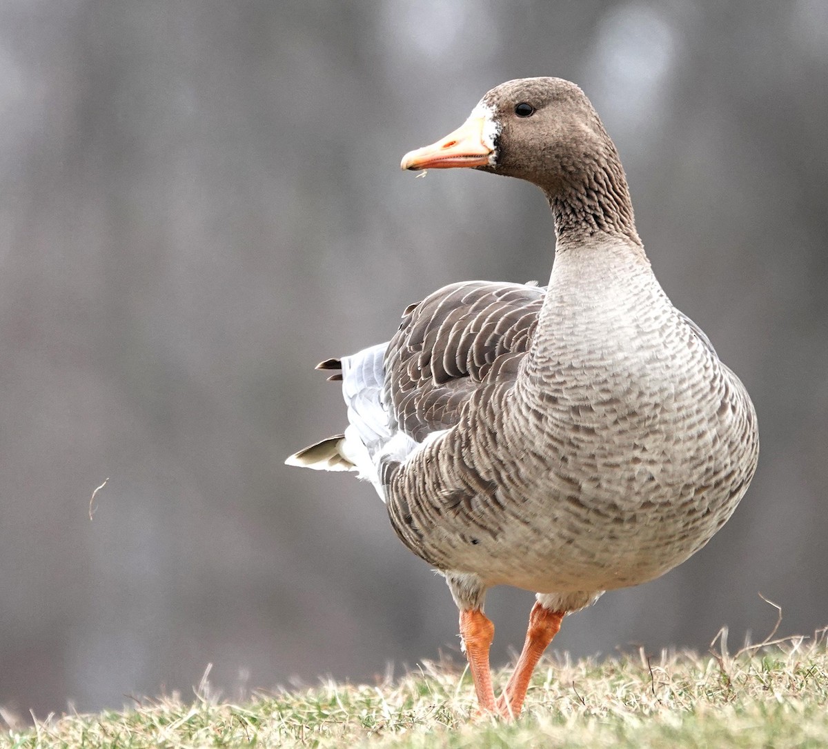 Greater White-fronted Goose - ML615719722